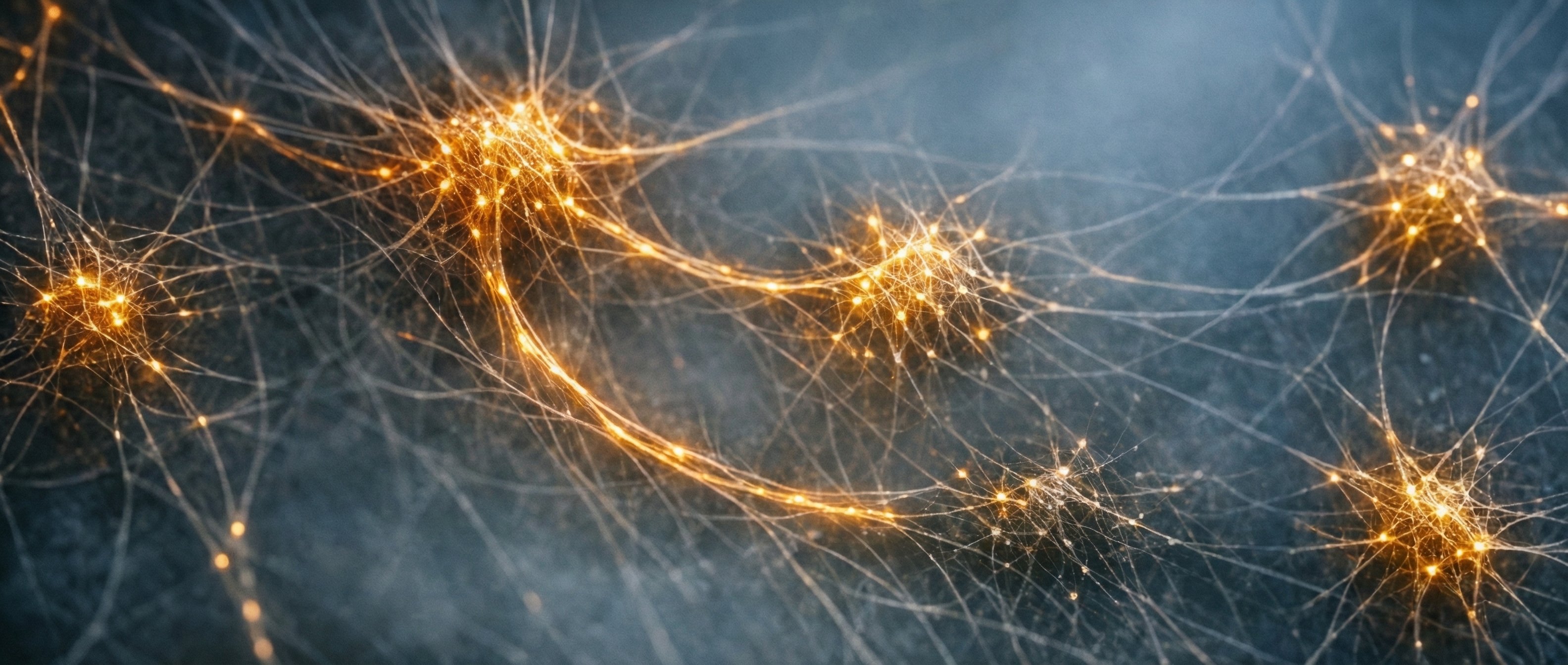 Bioluminescent mycelium network showing three distinct cluster patterns - one dense and established, one fragmenting, one mid-formation - connected by glowing amber threads against a cool blue-gray background.
